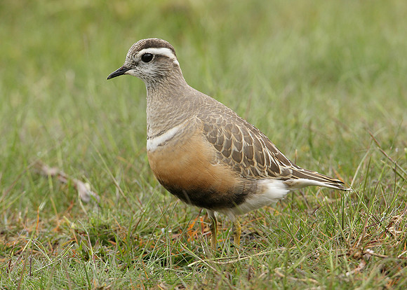 Dotterel Charadrius morinellus