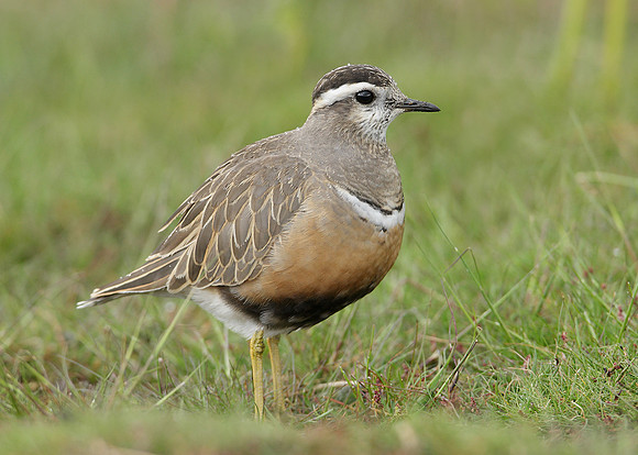 Dotterel Charadrius morinellus