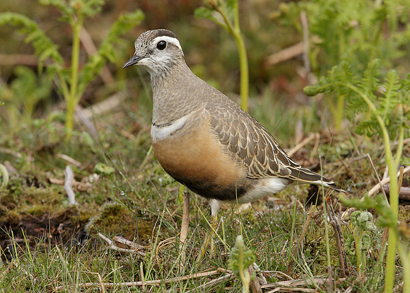 Dotterel Charadrius morinellus