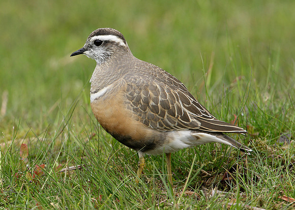 Dotterel Charadrius morinellus