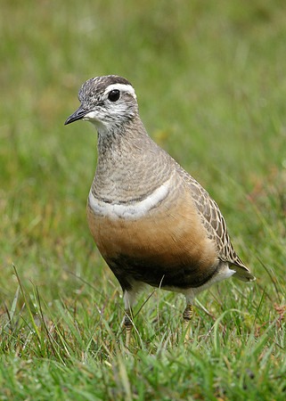 Dotterel Charadrius morinellus
