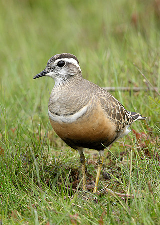Dotterel Charadrius morinellus