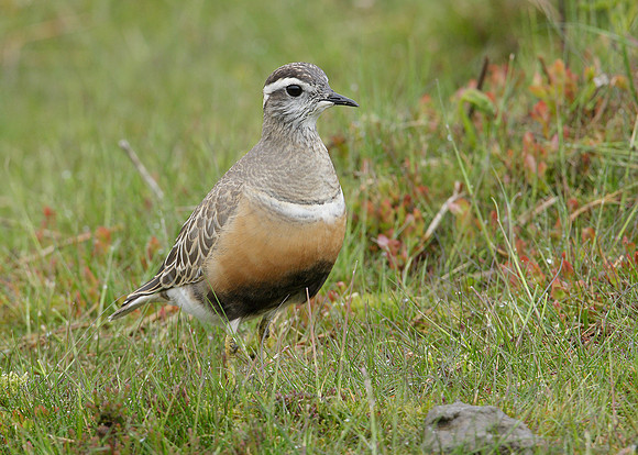 Dotterel Charadrius morinellus