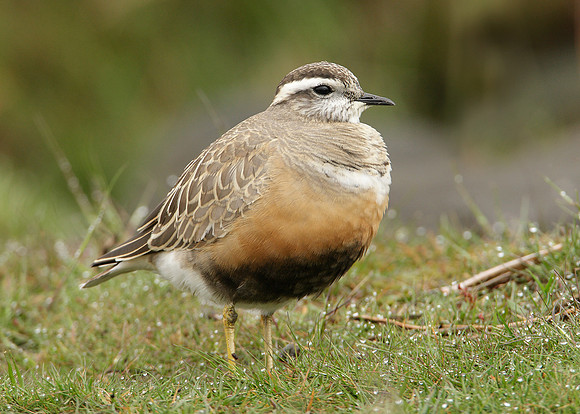 Dotterel Charadrius morinellus