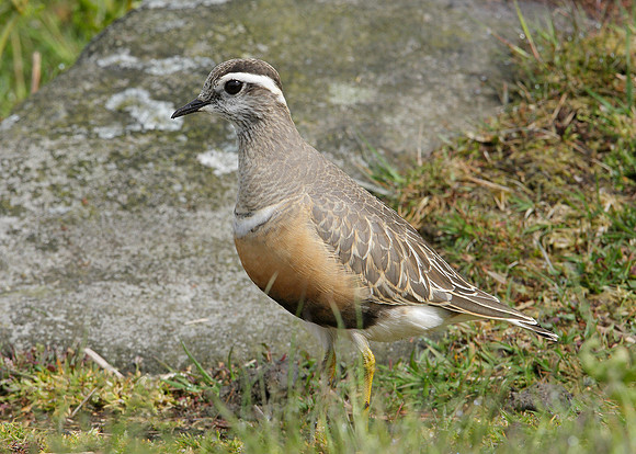 Dotterel Charadrius morinellus