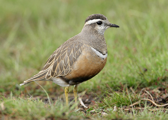 Dotterel Charadrius morinellus