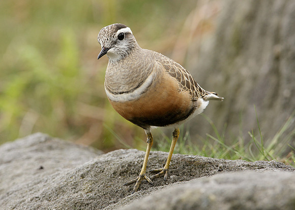 Dotterel Charadrius morinellus