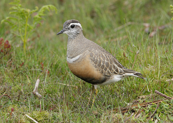 Dotterel Charadrius morinellus