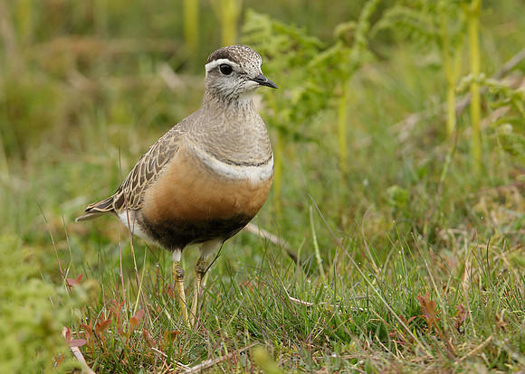 Dotterel Charadrius morinellus