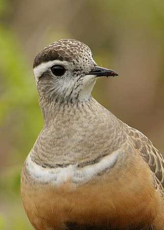Dotterel Charadrius morinellus