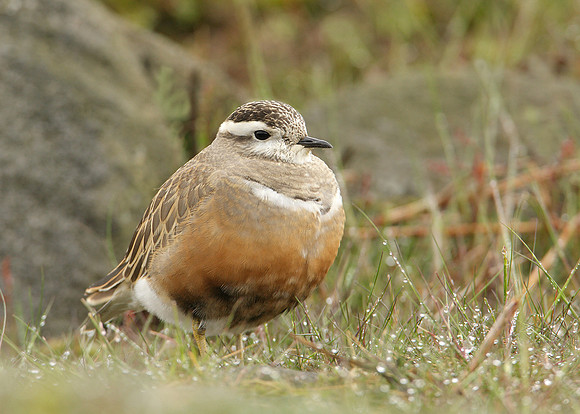 Dotterel Charadrius morinellus