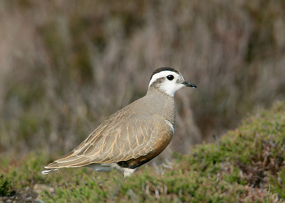 Dotterel Charadrius morinellus