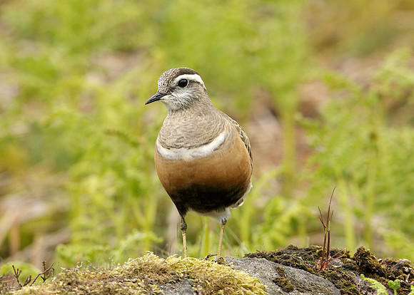 Dotterel Charadrius morinellus