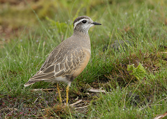 Dotterel Charadrius morinellus