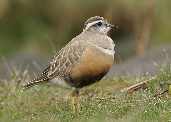 Dotterel Charadrius morinellus