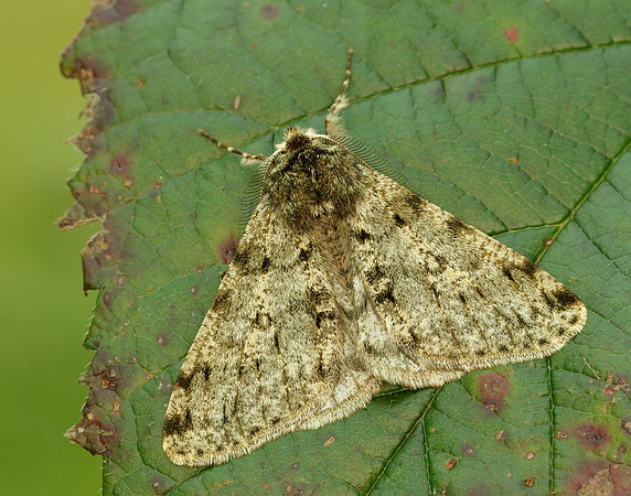 70.247 BF1926 Pale Brindled Beauty Phigalia pilosaria