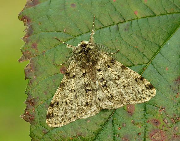 70.247 BF1926 Pale Brindled Beauty Phigalia pilosaria