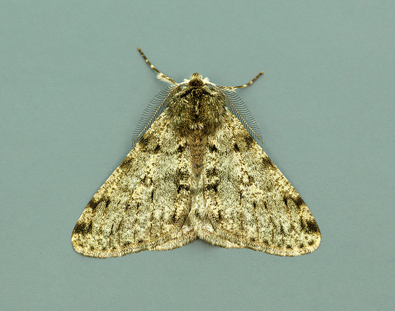 70.247 BF1926 Pale Brindled Beauty Phigalia pilosaria