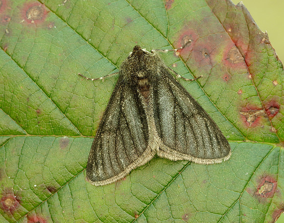 70.247 BF1926 Pale Brindled Beauty Phigalia pilosaria
