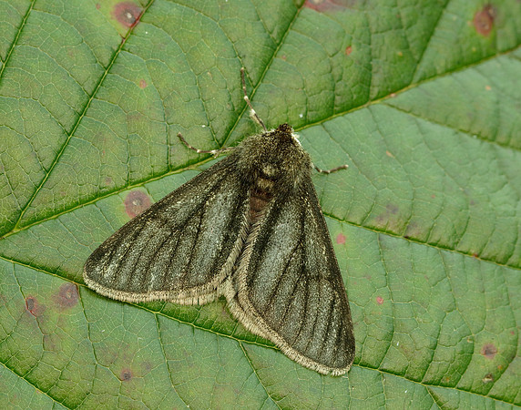 70.247 BF1926 Pale Brindled Beauty Phigalia pilosaria