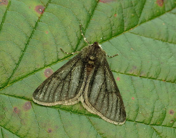 70.247 BF1926 Pale Brindled Beauty Phigalia pilosaria