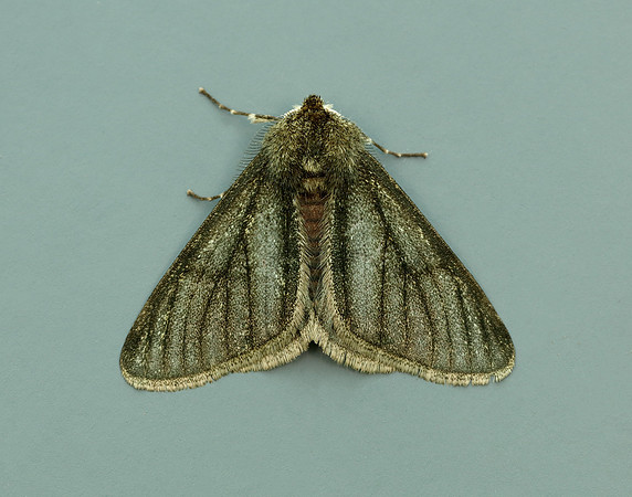 70.247 BF1926 Pale Brindled Beauty Phigalia pilosaria