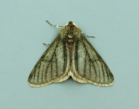 70.247 BF1926 Pale Brindled Beauty Phigalia pilosaria