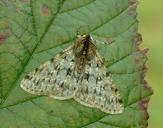 70.247 BF1926 Pale Brindled Beauty Phigalia pilosaria