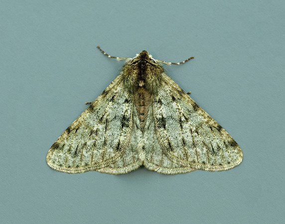 70.247 BF1926 Pale Brindled Beauty Phigalia pilosaria