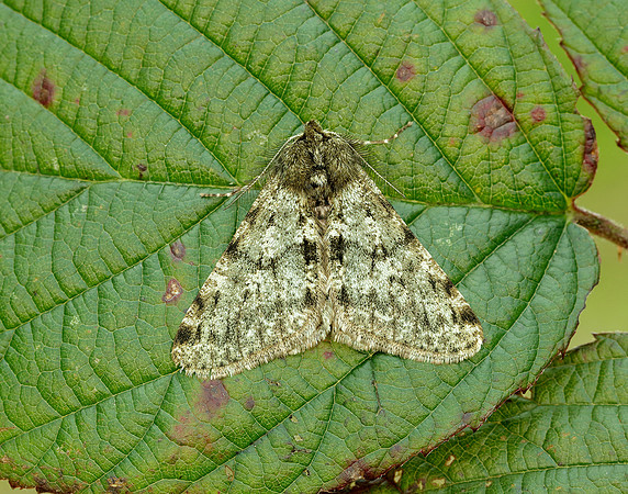 70.247 BF1926 Pale Brindled Beauty Phigalia pilosaria