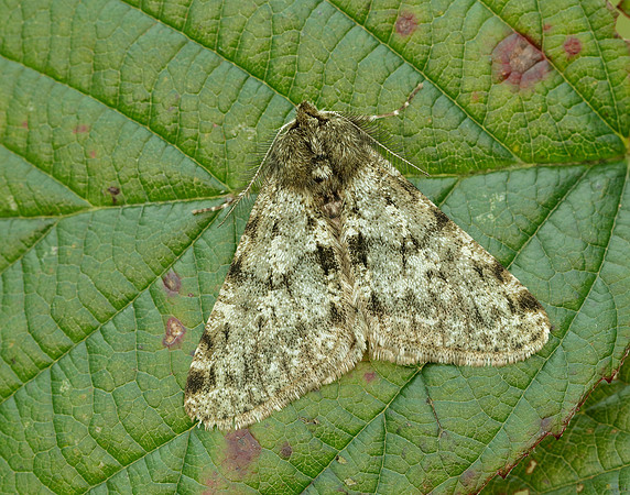 70.247 BF1926 Pale Brindled Beauty Phigalia pilosaria