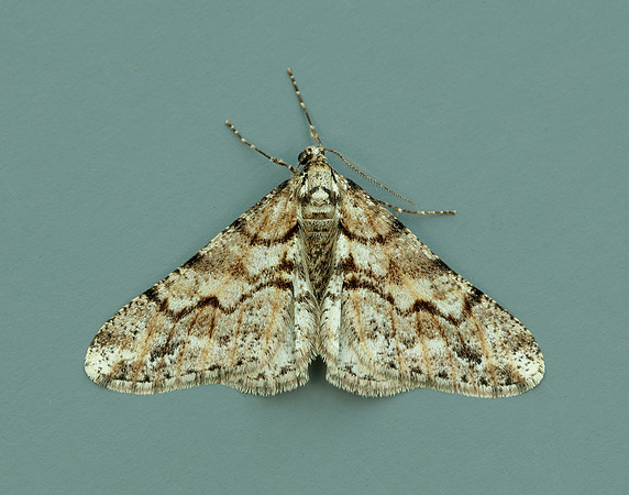 70.253 BF1932 Spring Usher Agriopis leucophaearia