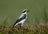 Wheatear Oenanthe oenanthe