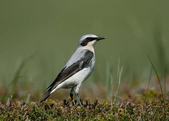 Wheatear Oenanthe oenanthe