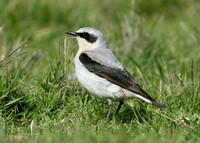 Wheatear Oenanthe oenanthe