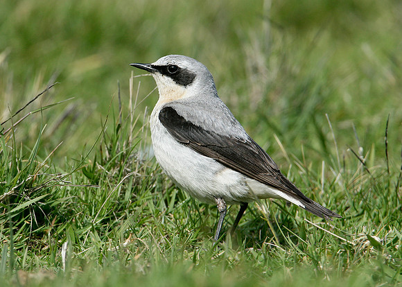 Wheatear Oenanthe oenanthe