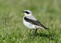 Wheatear Oenanthe oenanthe
