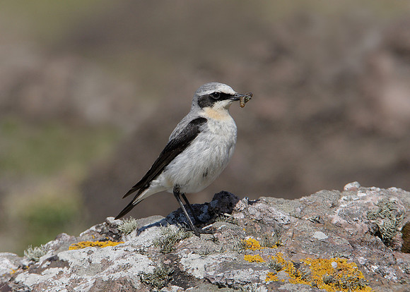 Wheatear Oenanthe oenanthe