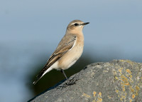 Wheatear Oenanthe oenanthe