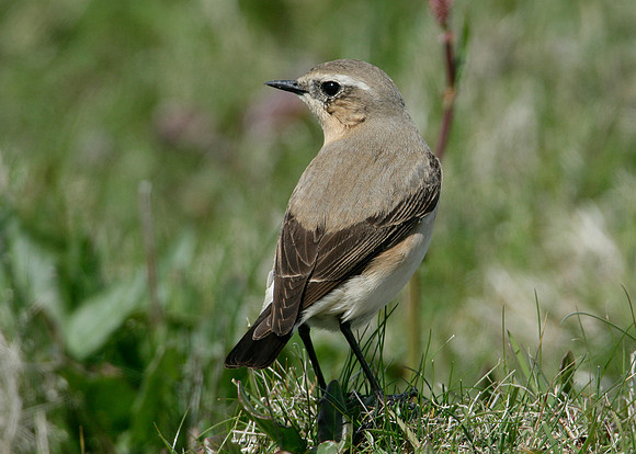 Wheatear Oenanthe oenanthe