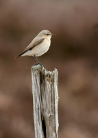 Wheatear Oenanthe oenanthe