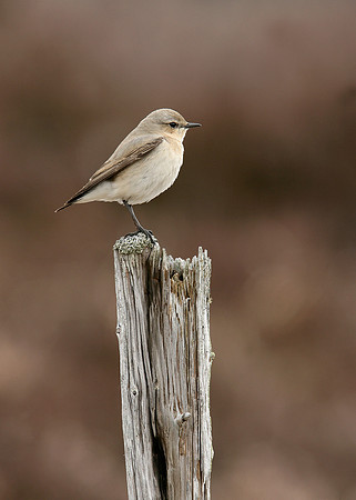 Wheatear Oenanthe oenanthe
