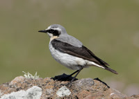 Wheatear Oenanthe oenanthe