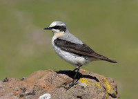 Wheatear Oenanthe oenanthe