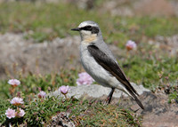Wheatear Oenanthe oenanthe