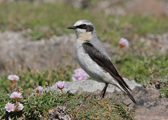 Wheatear Oenanthe oenanthe