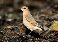 Wheatear Oenanthe oenanthe