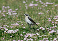 Wheatear Oenanthe oenanthe