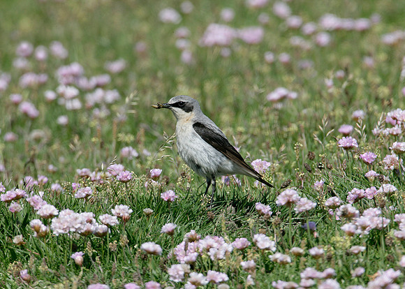 Wheatear Oenanthe oenanthe