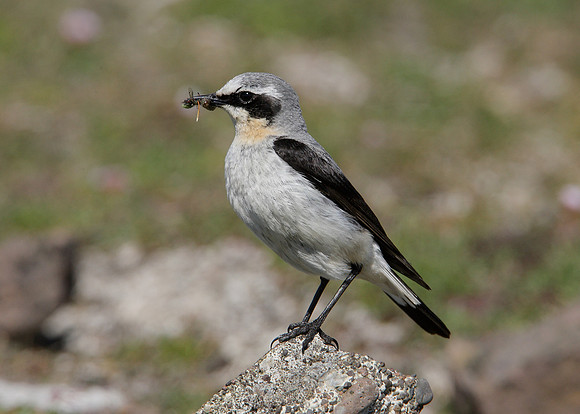 Wheatear Oenanthe oenanthe